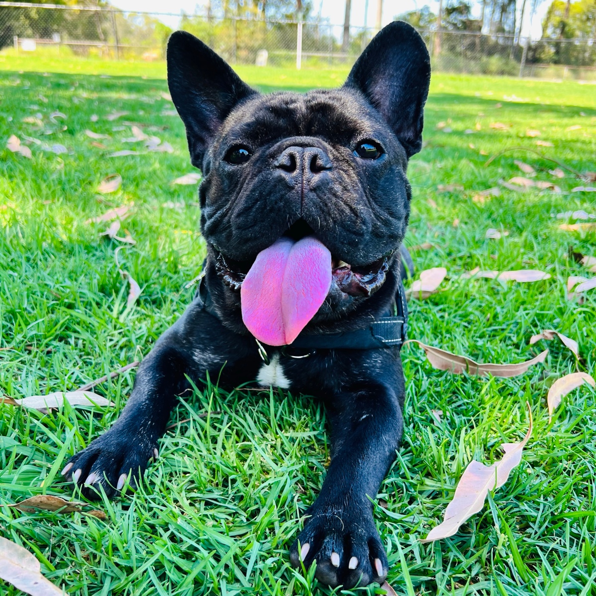 ELITE THE FRENCHIE: The Guide – A Guide To Raising A Frenchie ♥️